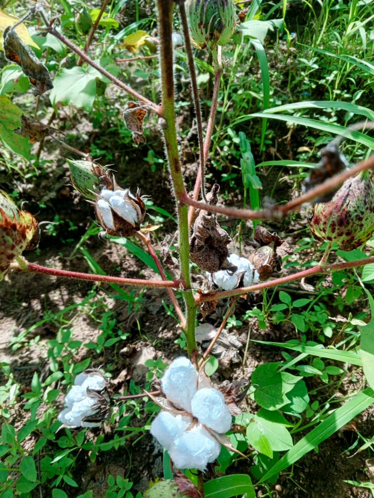 humidité plantes Archives - Vert Bobo