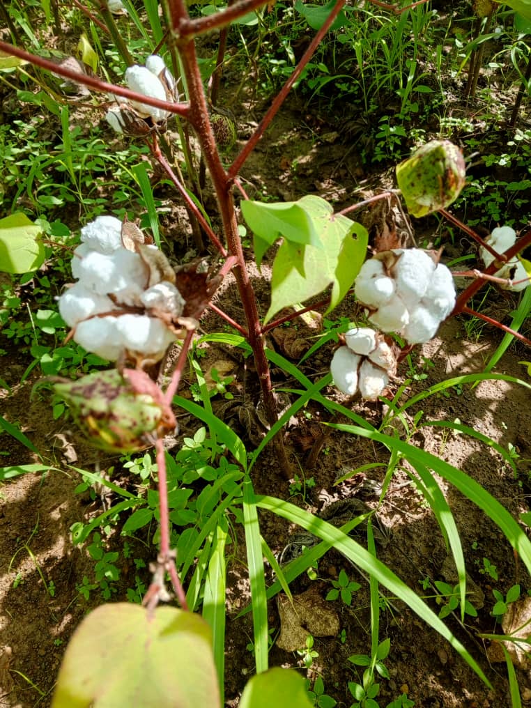 Coton ouvert