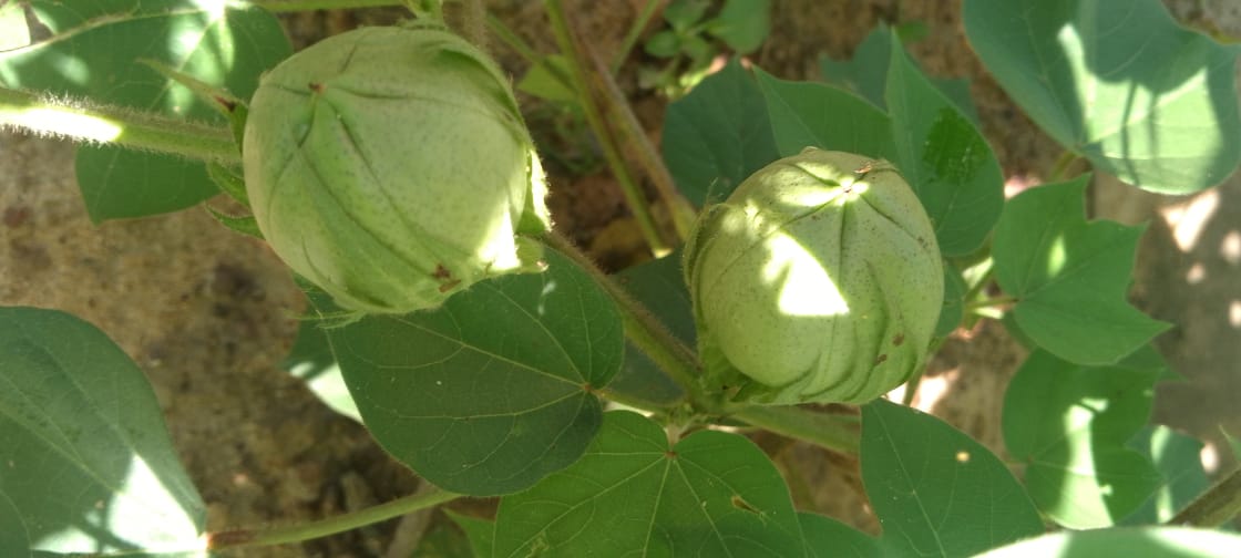 WhatsApp Image 2025-10-01 à 10.26.06_44191903